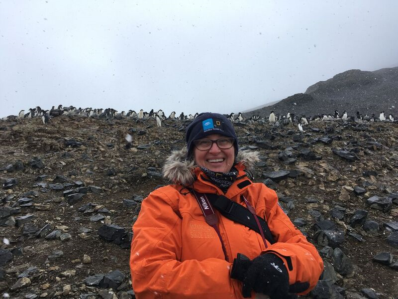 antarctica 010519 a1_adelie penguin colony.png